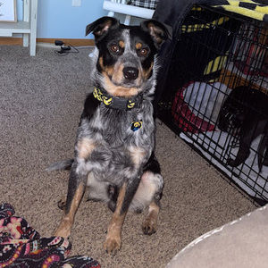 Meet your Posher, Carver